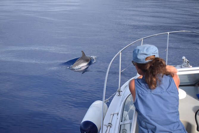 Private Dolphin and Whale Watching Tour in Madeira - Price and value: what you’re really buying for about $592 per group