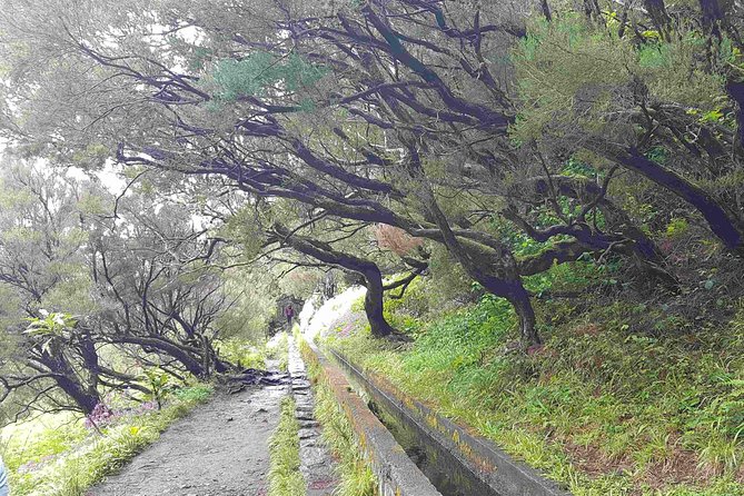Private Guided Walk Levada 25 Fontes - Why the Levada 25 Fontes Walk is such a good Madeira half-day