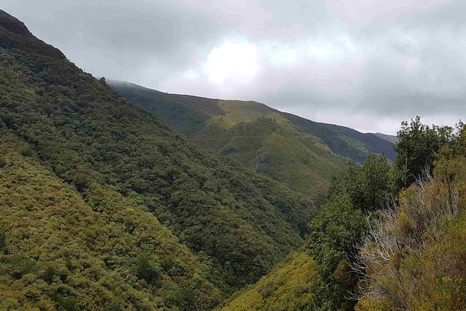Private Guided Walk Levada 25 Fontes - What you notice on the levada: birds, endemic plants, and the cold-water factor