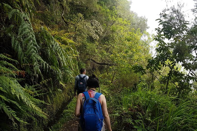 Private Guided Walk Levada Caldeirao Verde - Laurisilva Forest: UNESCO Scenery With Practical Things to Watch For