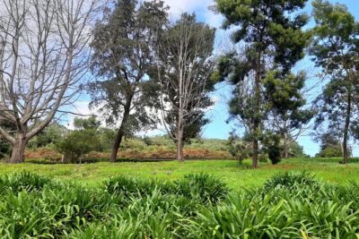 Private Halfday Flower Palheiro Gardens Tour