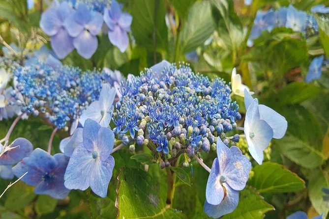 Private Halfday Flower Palheiro Gardens Tour - Price and value: what the $108.37 per person really buys