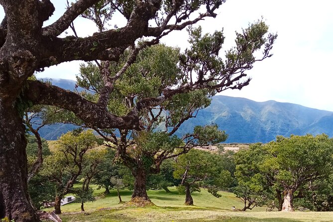 Private Madeira Island Tour: The Most Complete 8-Hour Experience - Fanal old laurel trees (Vereda do Fanal) and Paul da Serra roads