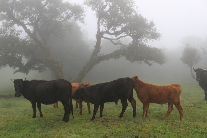 Private Tailored tour to the West in a 4WD. No shared groups! - Seixal: Coastal Scenery and a Slower Pace