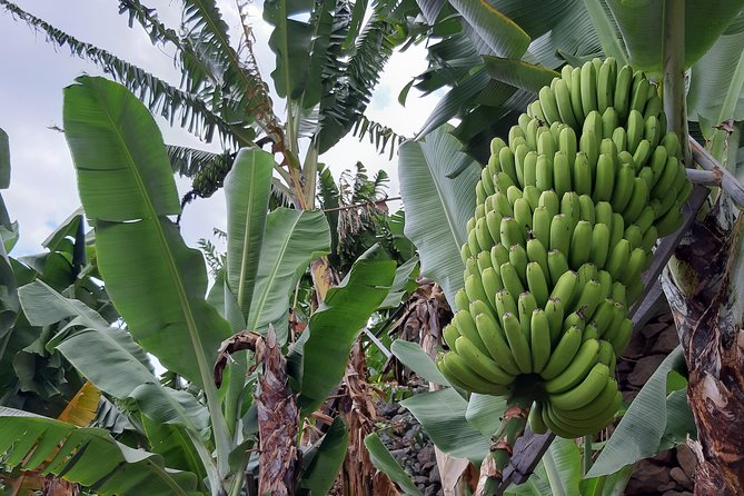 Private Tour of Banana Farm from Funchal - Key highlights at a glance
