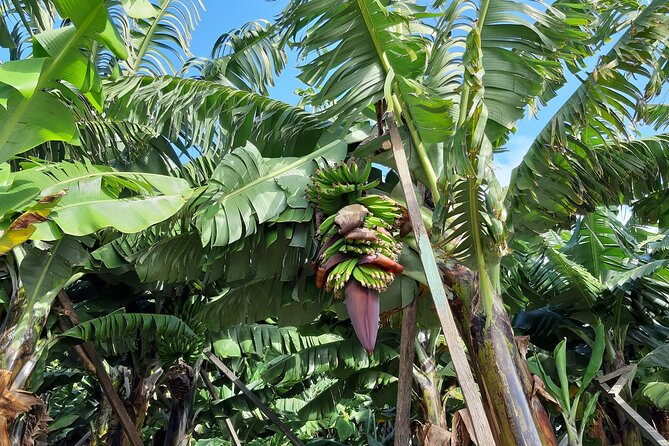 Private Tour of Banana Farm from Funchal - How the private Banana Farm tour runs from Funchal