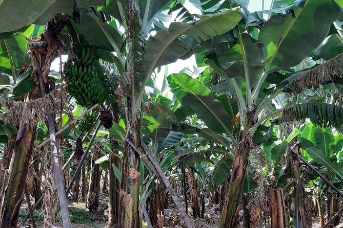 Private Tour of Banana Farm from Funchal - What that banana tasting really means for you