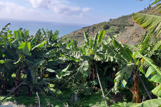 Private Tour of Banana Farm from Funchal - What’s included (and what you’ll likely pay for)