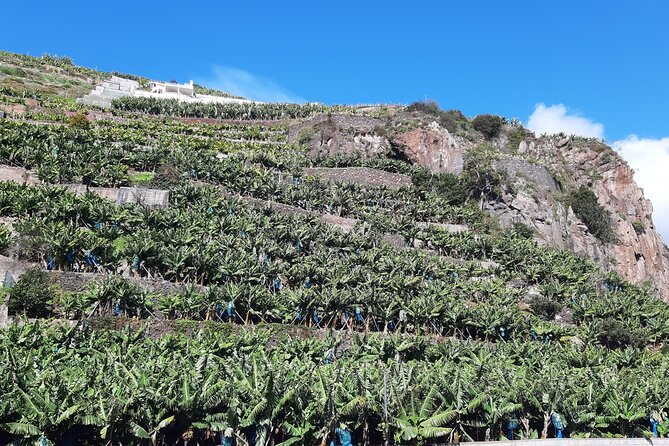 Private Tour of Banana Farm from Funchal - Price and value: is $80.98 per person worth it?