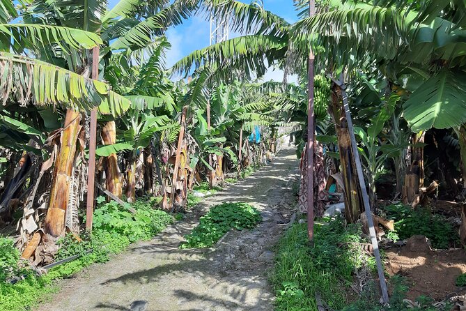 Private Tour of Banana Farm from Funchal - Who this tour fits best