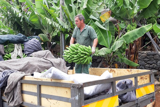 Private Tour of Banana Farm from Funchal - Should you book the Banana Farm private tour from Funchal?