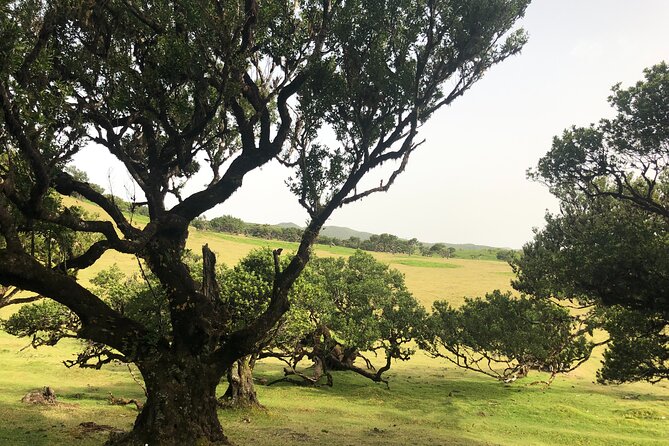 Private Tour of Fanal Park Ancient Trees - Hortensia Gardens Tea House, a calm reset in Madeira’s rhythm