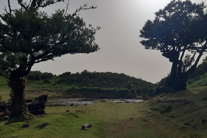 Private Tour of Fanal Park Ancient Trees - Price and value: what you are really paying for