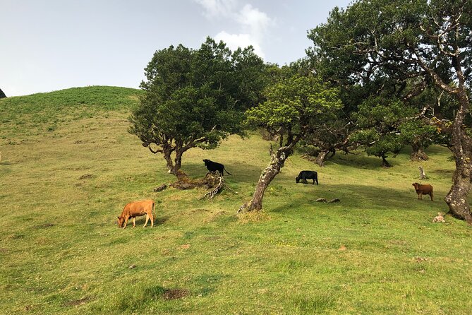 Private Tour of Fanal Park Ancient Trees - What to do (and wear) for all-weather Fanal