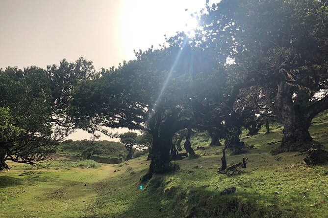 Private Tour of Fanal Park Ancient Trees - Who this private Fanal Park tour is best for
