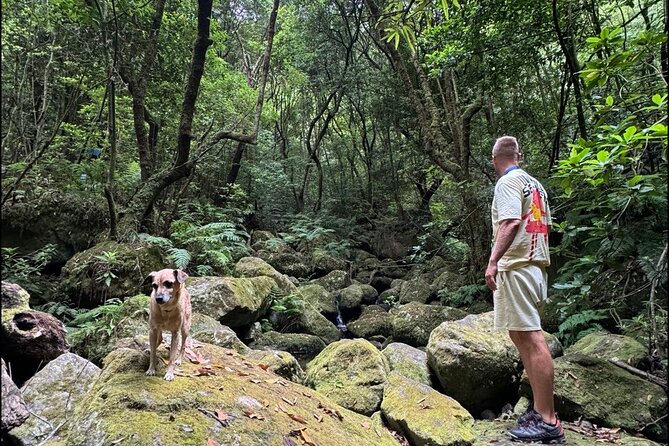 Private Waterfall Hiking in Madeira 4 Spectacular Waterfalls - 25 Fontes and Cascada da Risco: Madeira’s iconic multi-source waterfall moment