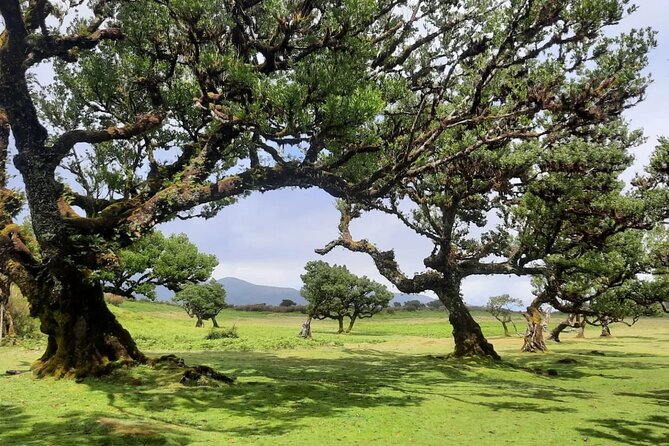 Private West Tour to Porto Moniz Pools and Fanal Forest - What this private west tour is really for