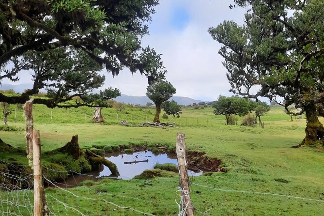 Private West Tour to Porto Moniz Pools and Fanal Forest - Porto Moniz Natural Swimming Pools: the big 2.5-hour swim break