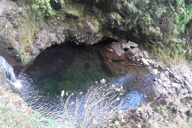 Queimadas-Caldeirão Verde - Nature focus: endemic plants and bird species along the way