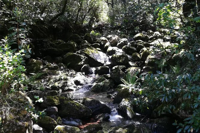 Queimadas-Caldeirão Verde - Price and value: what $54.19 gets you for 4.5 hours