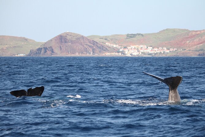 Responsible Whales and/or Dolphins Watching Tour - Key things that make this tour worth your time