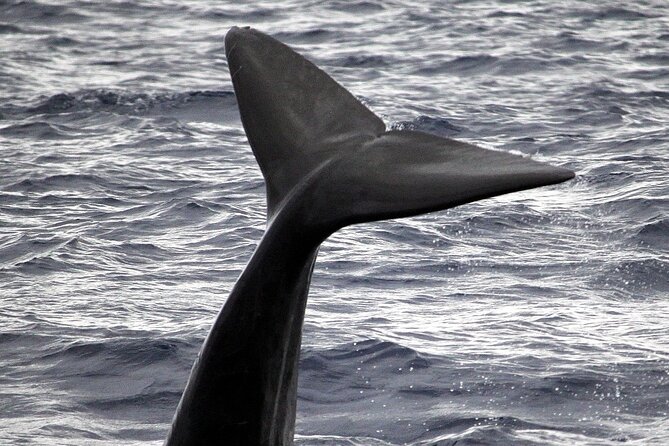 Responsible Whales and/or Dolphins Watching Tour - Meeting at Marina do Funchal Gate 4, and the one logistics tip that matters