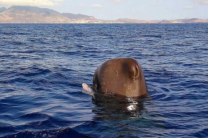 Responsible Whales and/or Dolphins Watching Tour - Responsible wildlife watching, what it means in plain terms