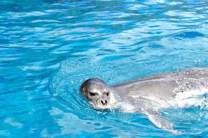 Responsible Whales and/or Dolphins Watching Tour - Guides and skippers: the team dynamic that makes the difference