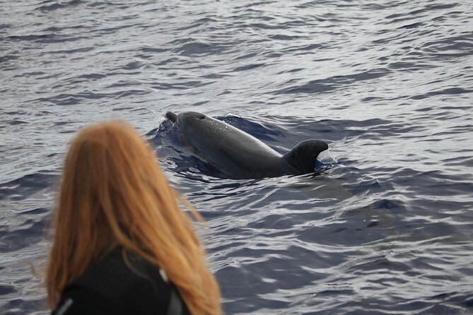 Responsible Whales and/or Dolphins Watching Tour - Price and value: is $59.28 a good deal for 2 hours?