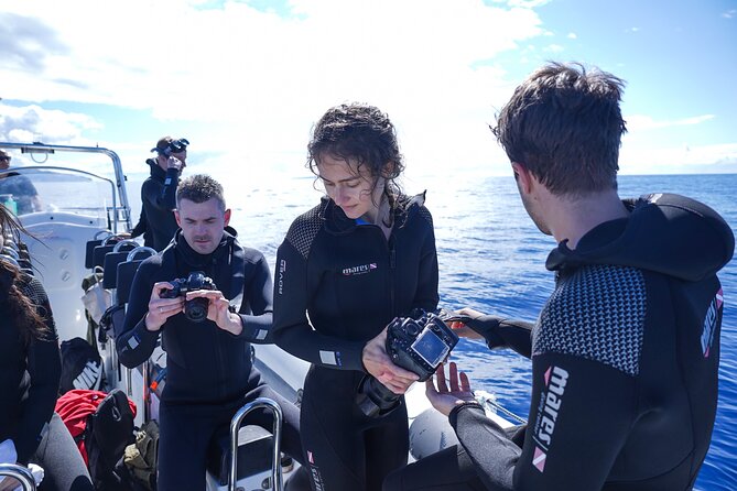 Responsible Whales and/or Dolphins Watching Tour - Who should book this tour (and who should consider alternatives)