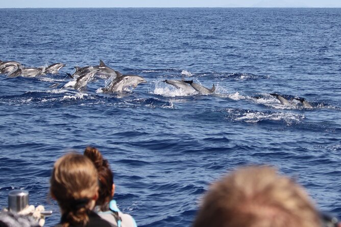 Responsible Whales and/or Dolphins Watching Tour - Two hours at sea: what the “itinerary” really feels like