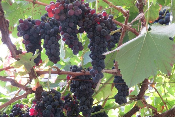Rota do Vinho - Wine Route (Half Day Walk) - Price and value, what you are paying for