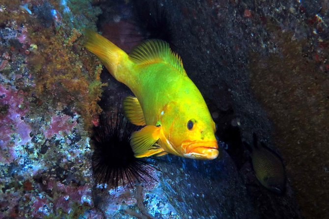 Scuba Diving Experience in Madeira - Key things I’d circle before you go