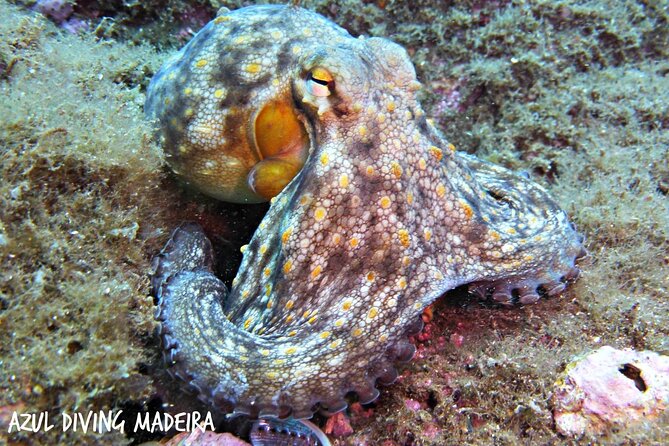 Scuba Diving Experience in Madeira - Equipment included: the easiest way to try scuba in Madeira