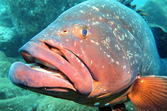 Scuba Diving Experience in Madeira - Depth and timing: what the 12 meters and 45 to 50 minutes really mean