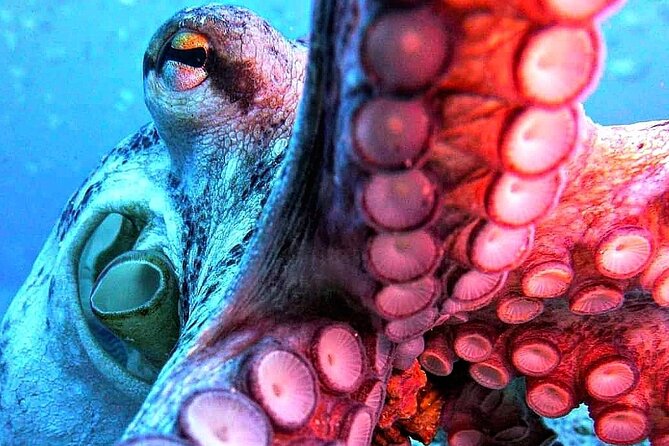 Scuba Diving Experience in Madeira - What you will likely see in Madeira’s water
