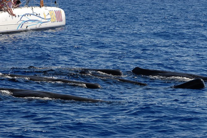 Seaborn Catamaran trips - Why a Seaborn catamaran in Funchal feels more like Madeira