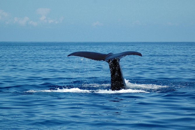 Seaborn Catamaran trips - Summer swim time and getting the most from water breaks