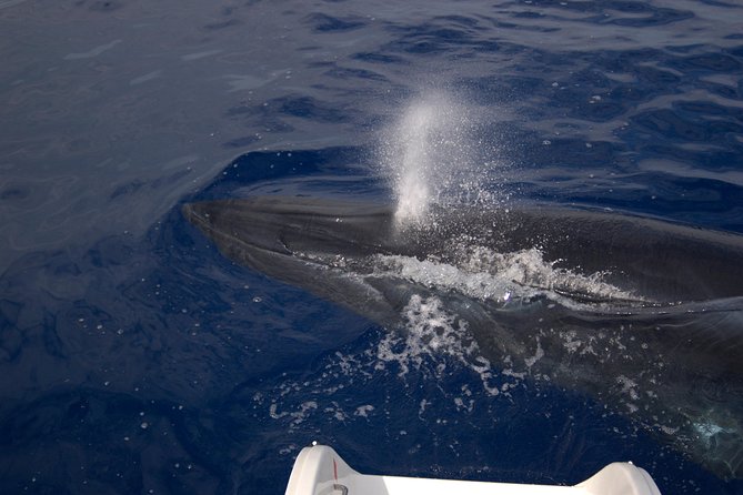 Seaborn Catamaran trips - Price and value: what $42.24 gets you