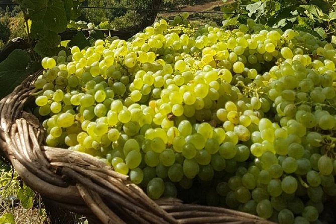 Signature Wine Tastings, Skywalk, Nature 4x4 Open Roof Expedition - Sao Vicente vineyards: where Madeira tastes make sense