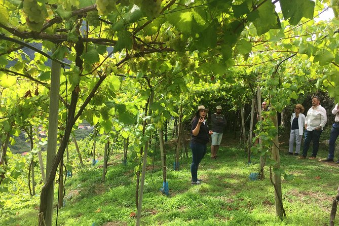 Signature Wine Tastings, Skywalk, Nature 4x4 Open Roof Expedition - Camara de Lobos and the Madeira Wine Lodge: fishing village to wine time