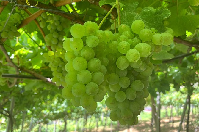 Signature Wine Tastings, Skywalk, Nature 4x4 Open Roof Expedition - The 4x4 open roof expedition: thrilling, but still controlled