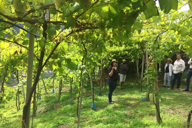 Skywalk with Wines Tasting and Vineyards Half day 4x4 Adventure - Quinta Barbusano vineyard walk and Madeira tastings at the table
