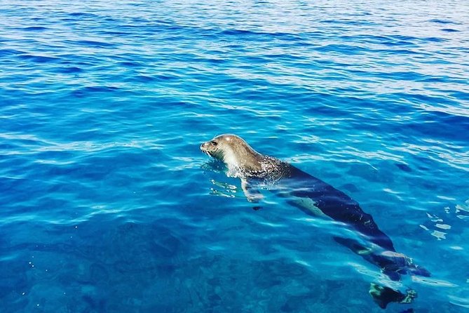 Snorkelling Trip at Ponta de São Lourenço Protected Area - Technique tips you should listen for, even if you think you are fine