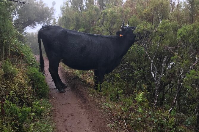 Twenty-Five Fountains Levada walks (private) - Distance and terrain: how a 12-km route should shape your choices