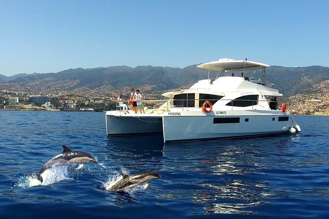 VipDolphins Luxury Whale Watching - Quick hits before you book