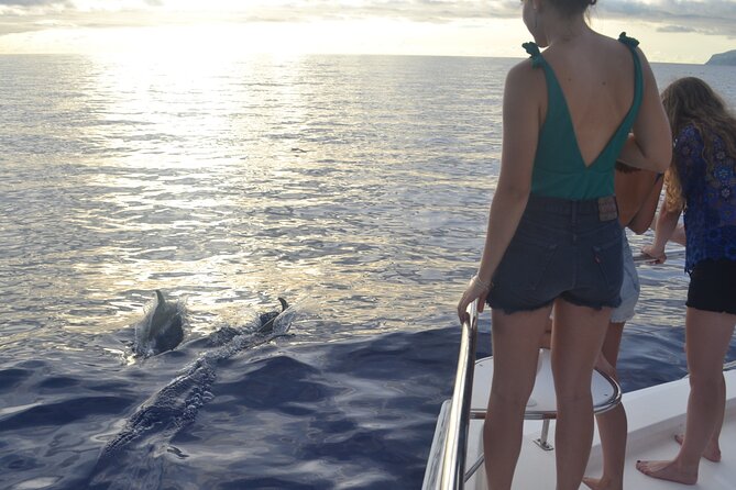 VipDolphins Luxury Whale Watching - Timing, sea conditions, and who this tour suits best