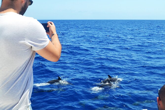 VipDolphins Luxury Whale Watching - Price and value: is $95.53 a good deal?