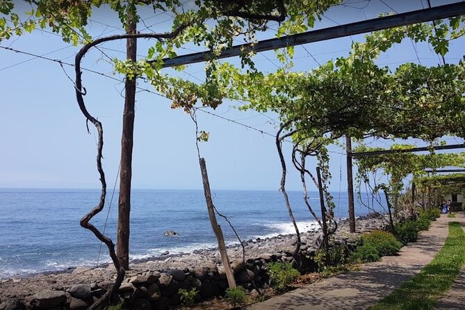 Visiting local Vineyard With Wine Tasting & Lunch included - Starting Your Day in Funchal, Then Letting Madeira Drive the Schedule