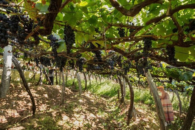Visiting local Vineyard With Wine Tasting & Lunch included - What This Day Teaches You About Madeira Wine, Without Making It Pretend-School